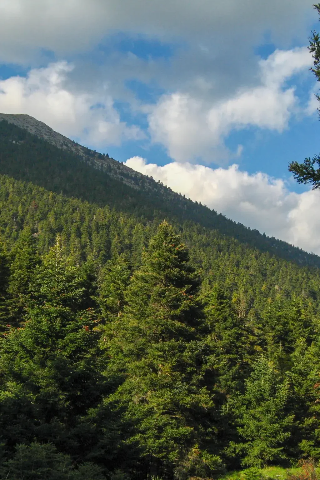 fir forest on mt. mainalo, greece